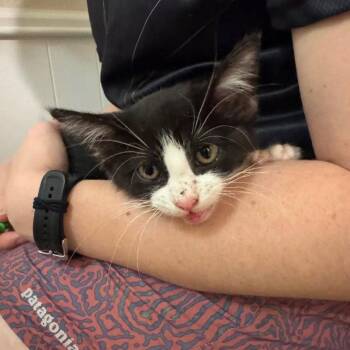 Ellisiana -  Domestic Short Hair Cat for Adoption in Dallas, Texas - Ellisiana | PetCurious