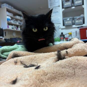 Rescue Domestic Long Hair Cats for Adoption in Flagstaff, Arizona - Jujube - Gentle & Sweet Girl! | PetCurious