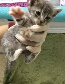 Domestic Short Hair Cats Available for Adoption in Riverside, California - HADASSAN | PetCurious
