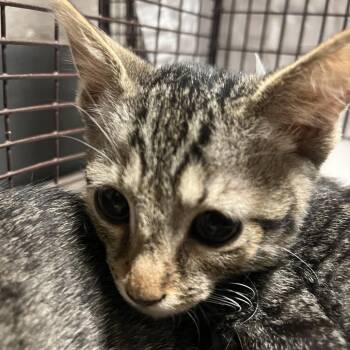 Salem -  Domestic Short Hair Cat for Adoption in Yuma, Arizona - Salem | PetCurious