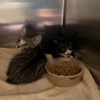 Pumba -  Domestic Short Hair Cat for Adoption in Philadelphia, Pennsylvania - Pumba | PetCurious