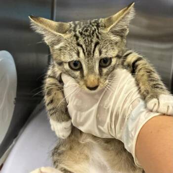 RAJA DOLCE -  Domestic Short Hair Cat for Adoption in Pensacola, Florida - RAJA DOLCE | PetCurious