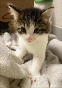 Bronco -  Domestic Short Hair Cat for Adoption in Nashville, Tennessee - Bronco | PetCurious