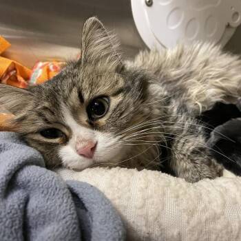 Domestic Long Hair Cats Available for Adoption - Mama De-Lite C10617 | PetCurious