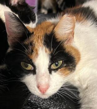 Rescue Domestic Short Hair Cats for Adoption in Greenville, South Carolina - Pearl | PetCurious