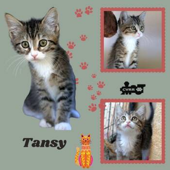 Tansy (Kitten) -  Tabby Cat for Adoption in Lindsay, California - Tansy (Kitten) | PetCurious
