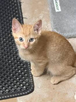 Bumble -  Domestic Short Hair Cat for Adoption in Terrell, Texas - Bumble | PetCurious