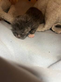 A1937044 -  Domestic Short Hair Cat for Adoption in Thousand Palms, California - A1937044 | PetCurious