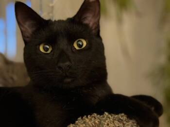 Rescue Domestic Short Hair Cats for Adoption in Woodland, California - Noa | PetCurious