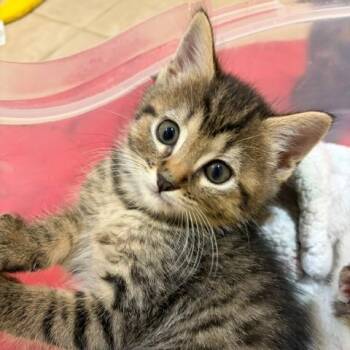 Kelso -  Domestic Short Hair Cat for Adoption in Franklin, Tennessee - Kelso | PetCurious