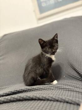 Domestic Short Hair Cats Available for Adoption - Fruity | PetCurious