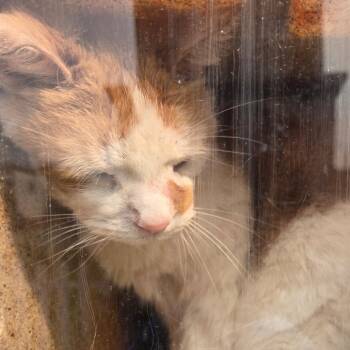 Fluffy -  Domestic Medium Hair Cat for Adoption in Philadelphia, Pennsylvania - Fluffy | PetCurious