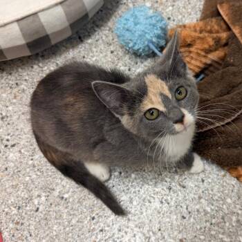 Frenchy -  Domestic Short Hair Cat for Adoption in Detroit Lakes, Minnesota - Frenchy | PetCurious
