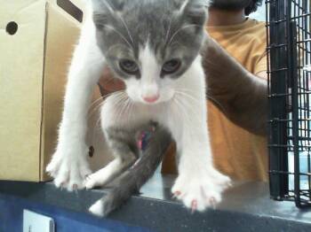 CLOUD -  Domestic Short Hair Cat for Adoption in Charlotte, North Carolina - CLOUD | PetCurious
