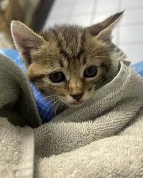 Anais -  Domestic Medium Hair and Domestic Short Hair Cat for Adoption in Roseville, California - Anais | PetCurious