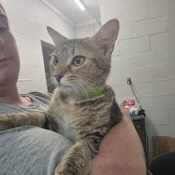 Missy -  Domestic Short Hair Cat for Adoption in Clanton, Alabama - Missy | PetCurious