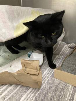 Domestic Medium Hair and Domestic Short Hair Cats Available for Adoption - JENKINS | PetCurious