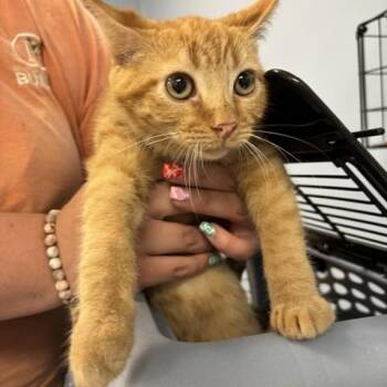 Domestic Short Hair Cats Available for Adoption in Saint Joseph, Missouri - Rabbit | PetCurious