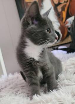 Rescue Domestic Short Hair Cats for Adoption in Russellville, Kentucky - Vuitton | PetCurious