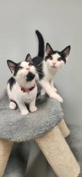 Cube -  Domestic Short Hair Cat for Adoption in Chambersburg, Pennsylvania - Cube | PetCurious