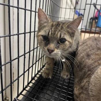 Domestic Short Hair Cats Available for Adoption in Fort Worth, Texas - Jay | PetCurious