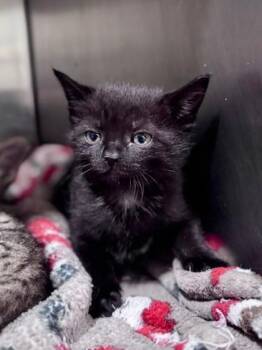 Guava at PetSmart in Athens, GA -  Domestic Short Hair Cat for Adoption in Watkinsville, Georgia - Guava At PetSmart In Athens, GA | PetCurious