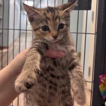 Pumpkin Spice (26-9664) -  Domestic Short Hair Cat for Adoption in Fort Smith, Arkansas - Pumpkin Spice (26-9664) | PetCurious