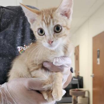Rescue Domestic Short Hair Cats for Adoption in Midland, Texas - Kyle | PetCurious