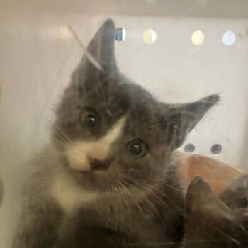 Luke -  Domestic Short Hair Cat for Adoption in Las Cruces, New Mexico - Luke | PetCurious