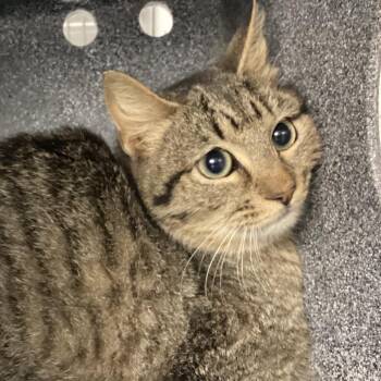 Domestic Short Hair Cats Available for Adoption in Greenville, South Carolina - Zion | PetCurious