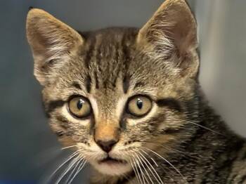 Domestic Short Hair Cats Available for Adoption in Palo Alto, California - PIPA | PetCurious