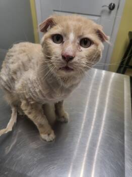 Domestic Long Hair and Maine Coon Cats Available for Adoption - Cecil  | PetCurious