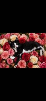 Cinderella* -  Domestic Short Hair Cat for Adoption in Johnson City, Tennessee - Cinderella* | PetCurious