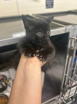 Raven -  American Shorthair Cat for Adoption in Plymouth, Connecticut - Raven | PetCurious