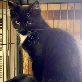 Cumulo -  Domestic Long Hair Cat for Adoption in Spokane, Washington - Cumulo | PetCurious