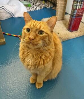 Domestic Short Hair Cats Available for Adoption in Toronto, Ontario - Morris | PetCurious