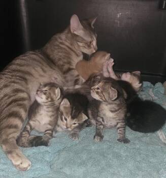 **Cat Cafe** Boy Muffin -  Domestic Short Hair Cat for Adoption in Topeka, Kansas - **Cat Cafe** Boy Muffin | PetCurious