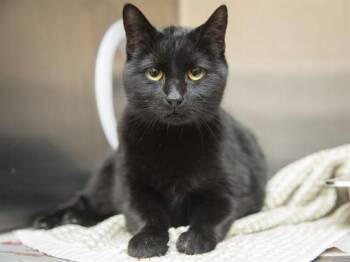 Domestic Short Hair Cats Available for Adoption - VOODOO | PetCurious