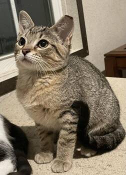 Saber -  Domestic Short Hair Cat for Adoption in Panama City, Florida - Saber | PetCurious