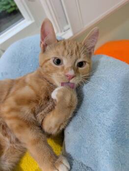 Molly, Lucy and CJ -  Domestic Short Hair Cat for Adoption in Fairfax, Virginia - Molly, Lucy And CJ | PetCurious