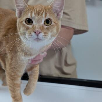 Samantha -  Domestic Short Hair Cat for Adoption in Canton, Illinois - Samantha | PetCurious