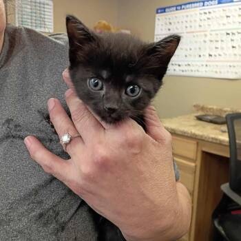Domestic Short Hair Cats Available for Adoption - Jim Halpert In Halethorpe, MD | PetCurious