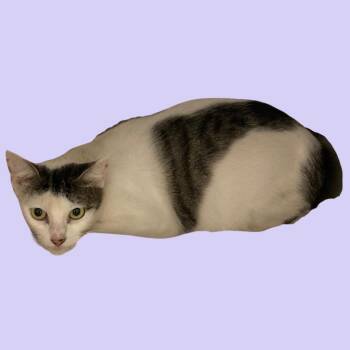 Sally -  Domestic Short Hair Cat for Adoption in Blue Ridge, Georgia - Sally | PetCurious