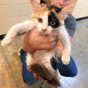 Fable -  Domestic Short Hair Cat for Adoption in Corinth, Mississippi - Fable | PetCurious