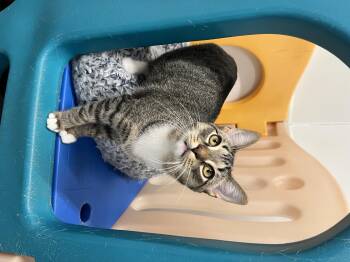 Rescue Domestic Short Hair Cats for Adoption in Frankenmuth, Michigan - Rocco | PetCurious