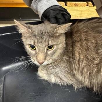 Domestic Medium Hair Cats Available for Adoption in York, Pennsylvania - Blossom Mcfluff | PetCurious
