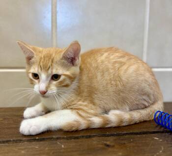 Cheddar -  Domestic Short Hair Cat for Adoption in Kerrville, Texas - Cheddar | PetCurious