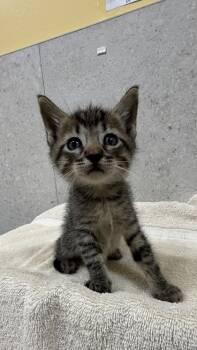 Gary -  Domestic Short Hair Cat for Adoption in Honolulu, Hawaii - Gary | PetCurious