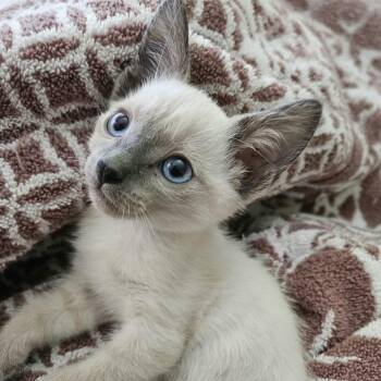 Jolene -  Siamese Cat for Adoption in Agoura Hills, California - Jolene | PetCurious