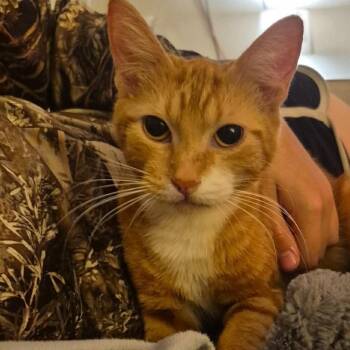 Magnolia -  Domestic Short Hair Cat for Adoption in Ferndale, Washington - Magnolia | PetCurious